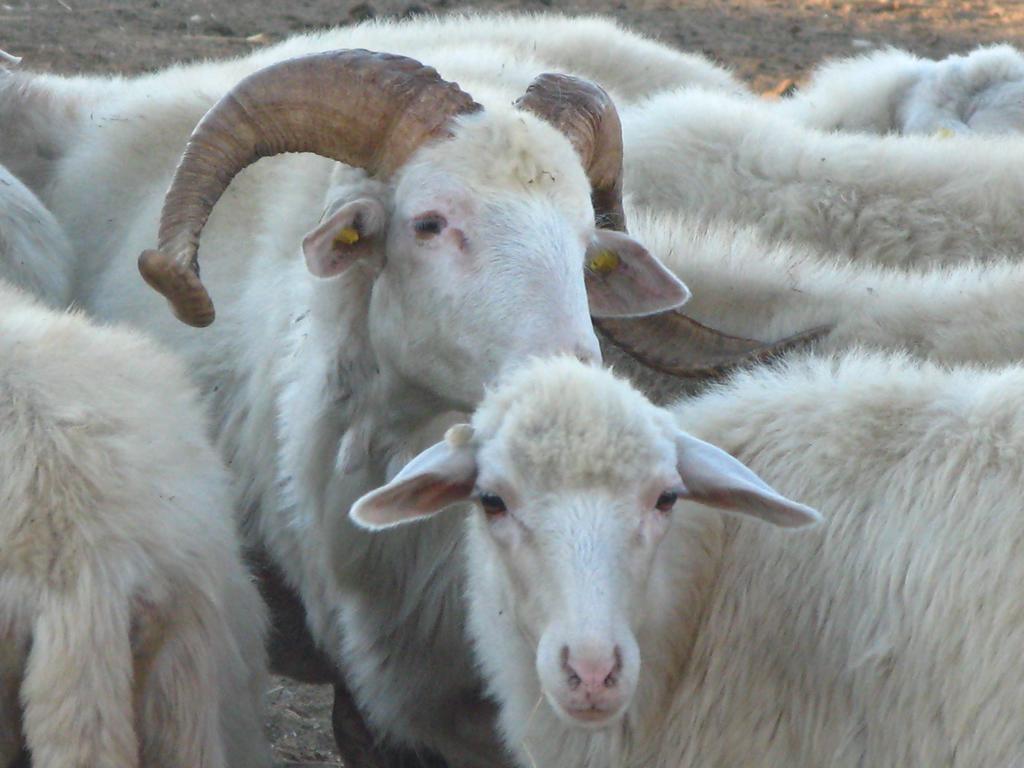 Willa Agriturismo Rocca Su Moru Arbus Zewnętrze zdjęcie