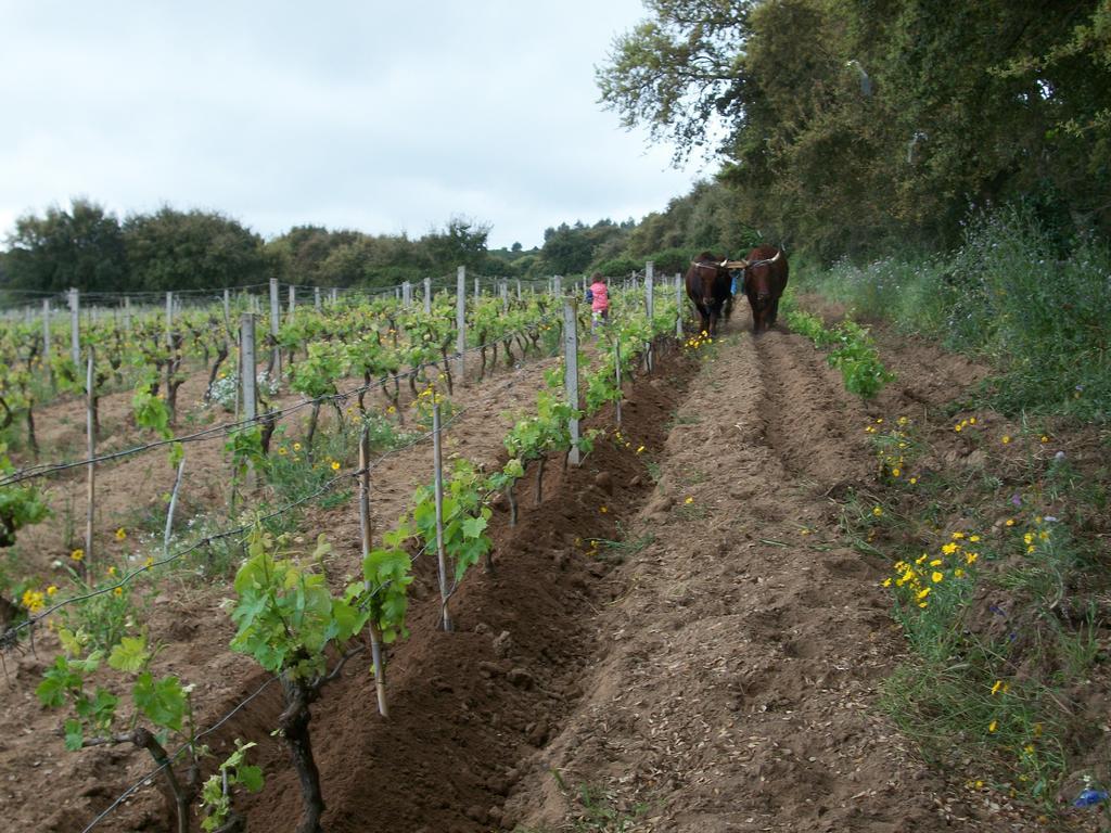 Willa Agriturismo Rocca Su Moru Arbus Zewnętrze zdjęcie
